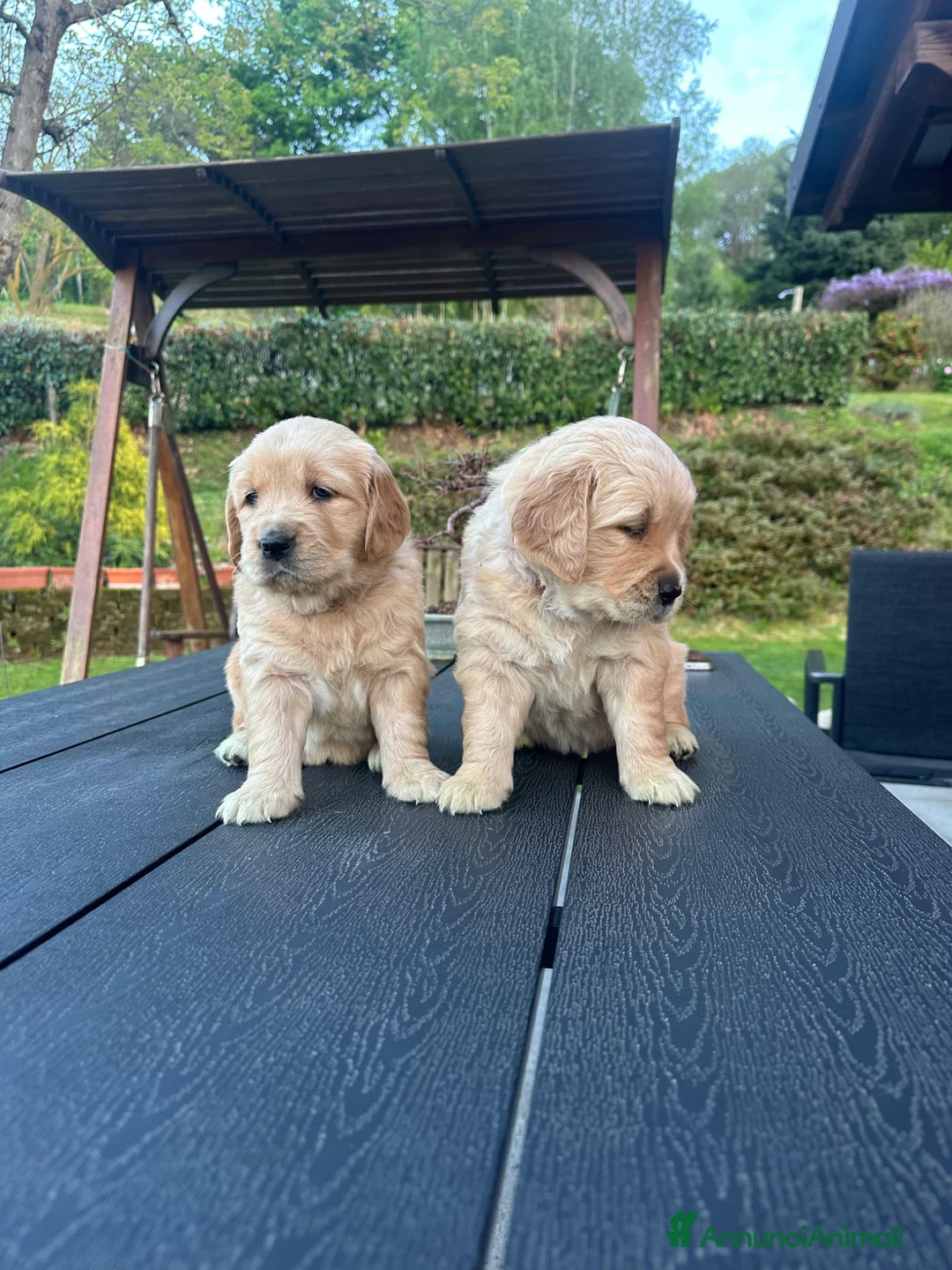 Golden Retriever cani in vendita: Golden Retriever con pedigree ENCI - Annuncio 1