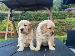 Golden Retriever cani Golden Retriever con pedigree ENCI - Annuncio 2