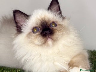 Sacro di Birmania gatti Sacro di Birmania - Annuncio 23