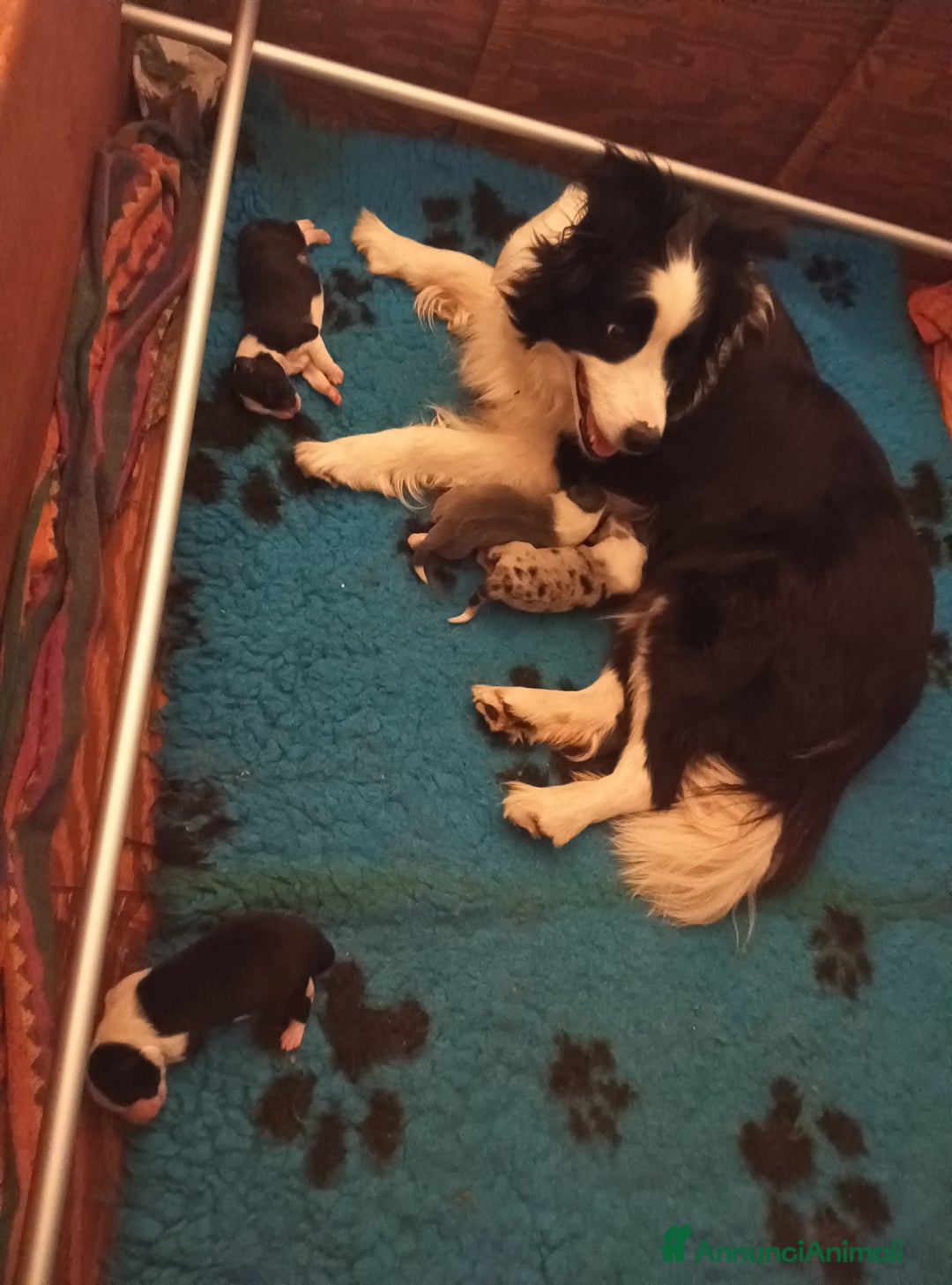Border Collie cani in vendita: Cuccioli Border Collie a Città Metropolitana di Torino - Immagine 13