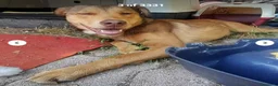 Meticcio cani in regalo: Enea 8mesi tg media RINUNCIA DI PROPRIETÀ!FIRENZE  - Annuncio 3