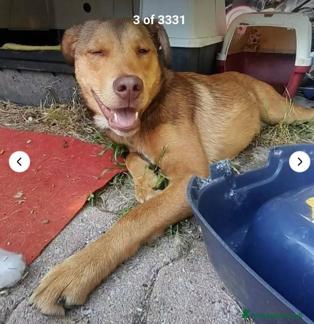 Meticcio cani in regalo: Enea 8mesi tg media RINUNCIA DI PROPRIETÀ!FIRENZE  - Annuncio 3