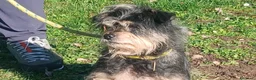 Meticcio cani in regalo: NONNO NINO HA BISOGNO DEL TUO AIUTO  - Annuncio 4