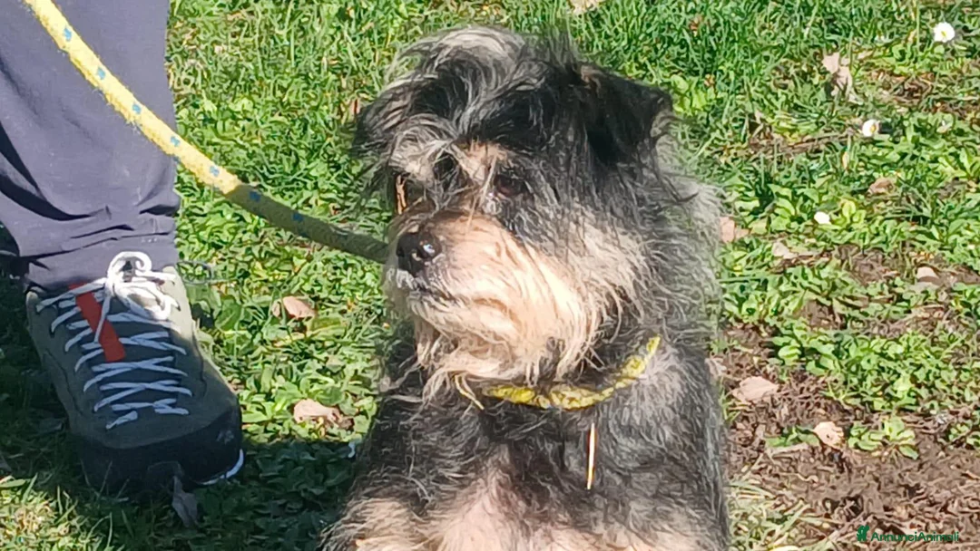Meticcio cani in regalo: NONNO NINO HA BISOGNO DEL TUO AIUTO  - Annuncio 4