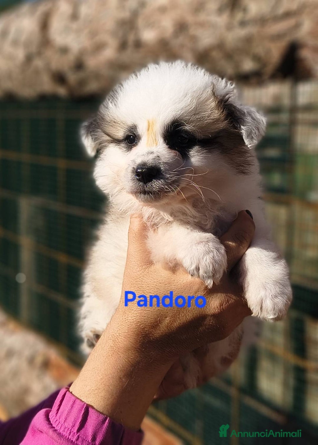 Meticcio cani in regalo: Pandoro Pallino TorroncinoFioccoLuceCannellaStella - Annuncio 5