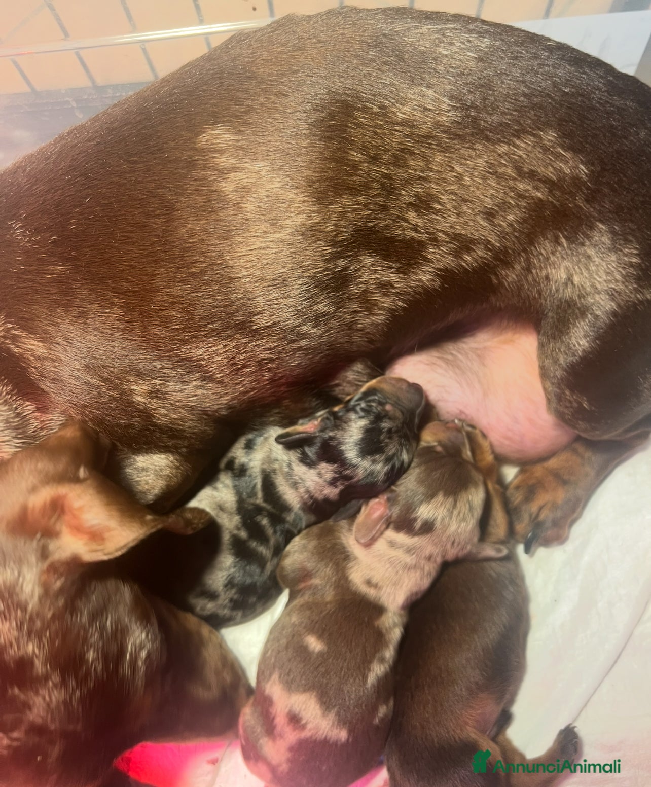 Bassotto cani Cuccioli bassotto tedesco kaninchen e nano - Annuncio 4