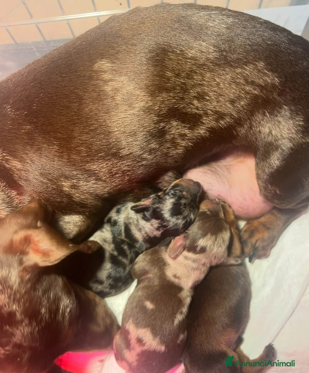 Bassotto cani in vendita: Cuccioli bassotto tedesco kaninchen e nano - Annuncio 1