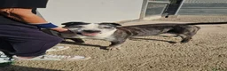 Meticcio cani in regalo: Zeus: nonnino molossino dolce socievole  - Annuncio 4