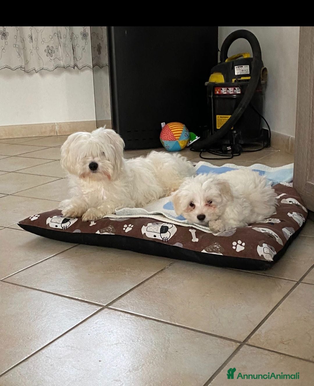 Maltese cani Cuccioli maltese  - Annuncio 35