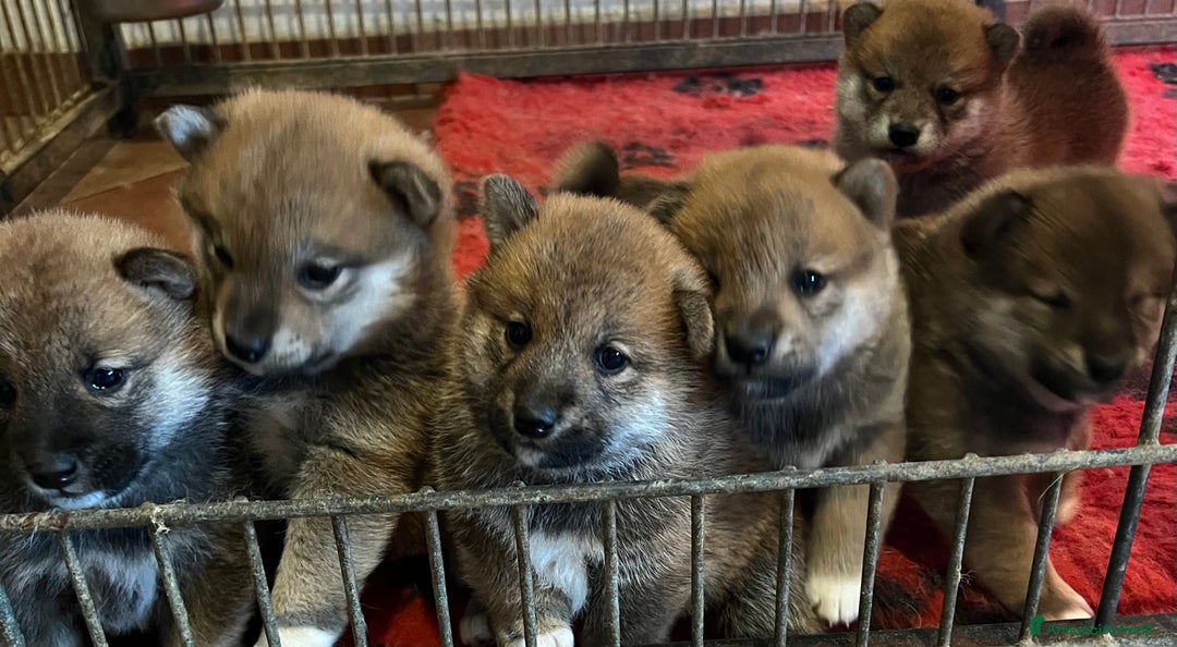 Shiba Inu cani in vendita: Shiba inu , cuccioli disponibili - Annuncio 5
