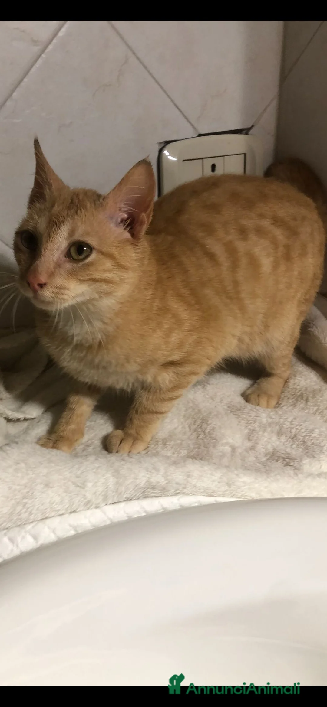 Meticcio gatti in regalo: GATTINO COCCOLONE - Annuncio 4