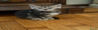 Bengala Gattino 4