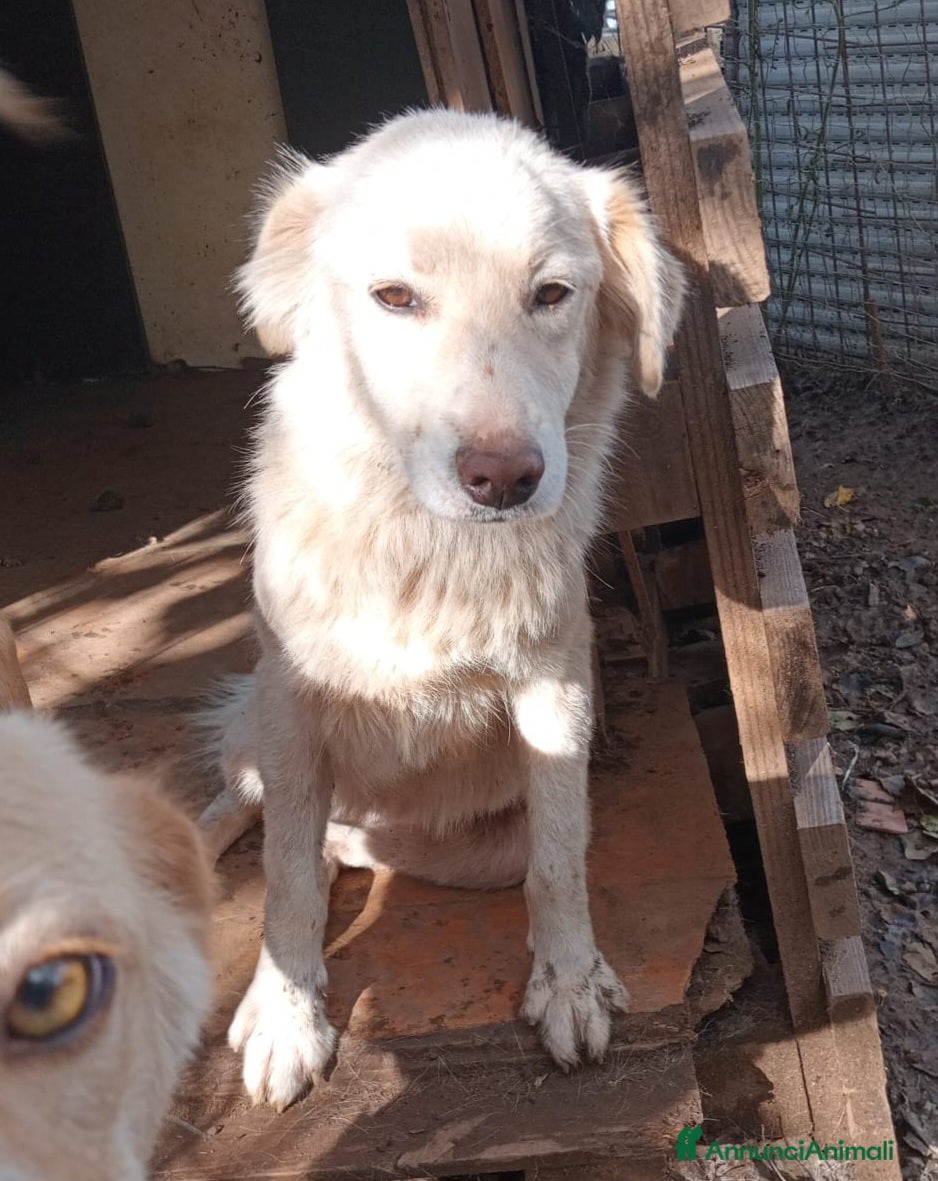 Meticcio cani LIZZY ASPETTA UNA MAMMA  - Annuncio 30