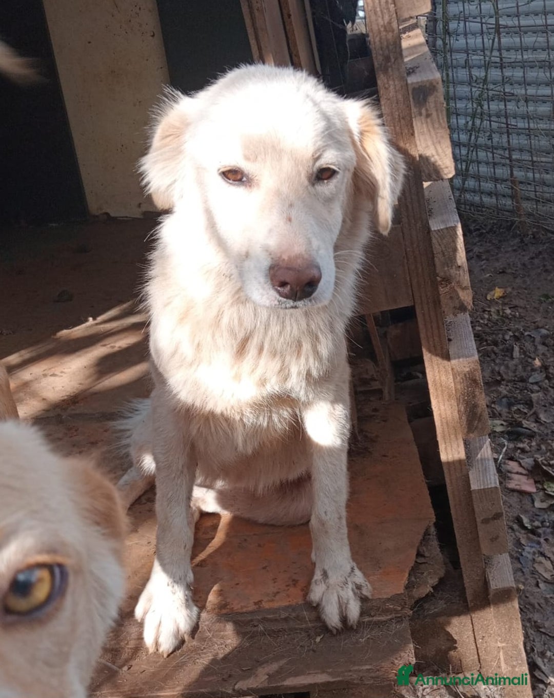 Meticcio cani in regalo: LIZZY ASPETTA UNA MAMMA  - Annuncio 1