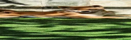 Shiba Inu cani in vendita: Cuccioli di shiba inu - 3 femminucce - - Annuncio 16