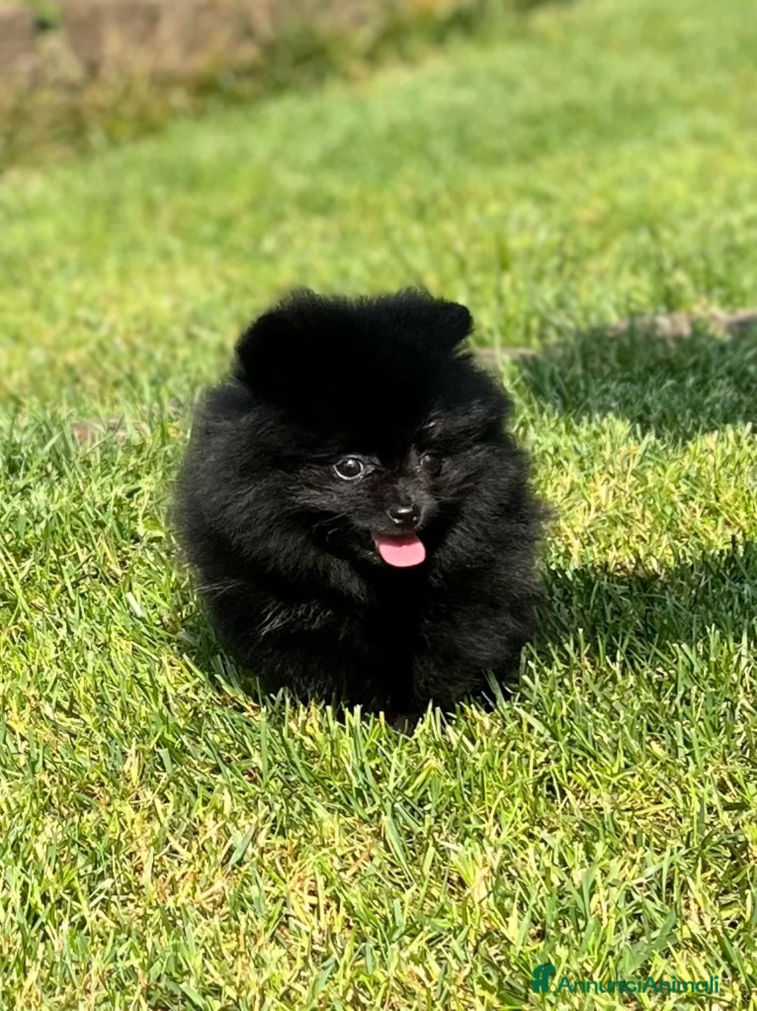 Volpino Pomerania cani in vendita: Cucciola Pomerania con pedigree Enci - Annuncio 2