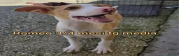 Meticcio cani in regalo: CUCCIOLI ESCLUSI E SOLI  a Città Metropolitana di Genova - Annuncio 7