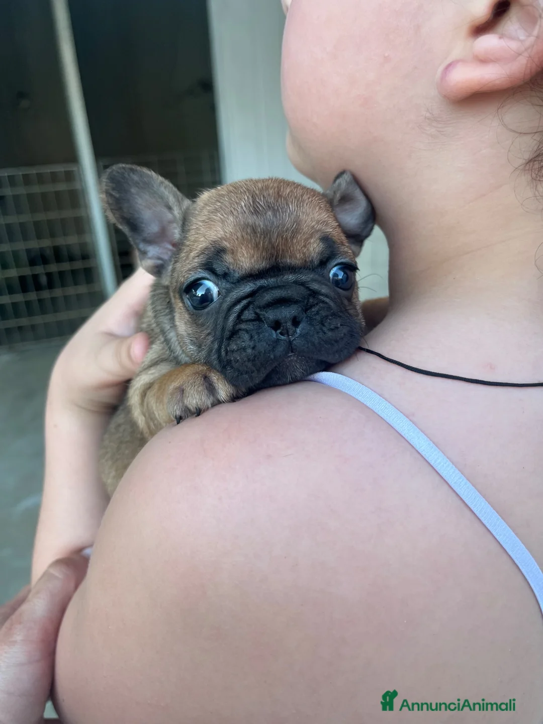 Bulldog Francese cani in vendita: Cuccioli di bulldog francese esotico - Annuncio 3