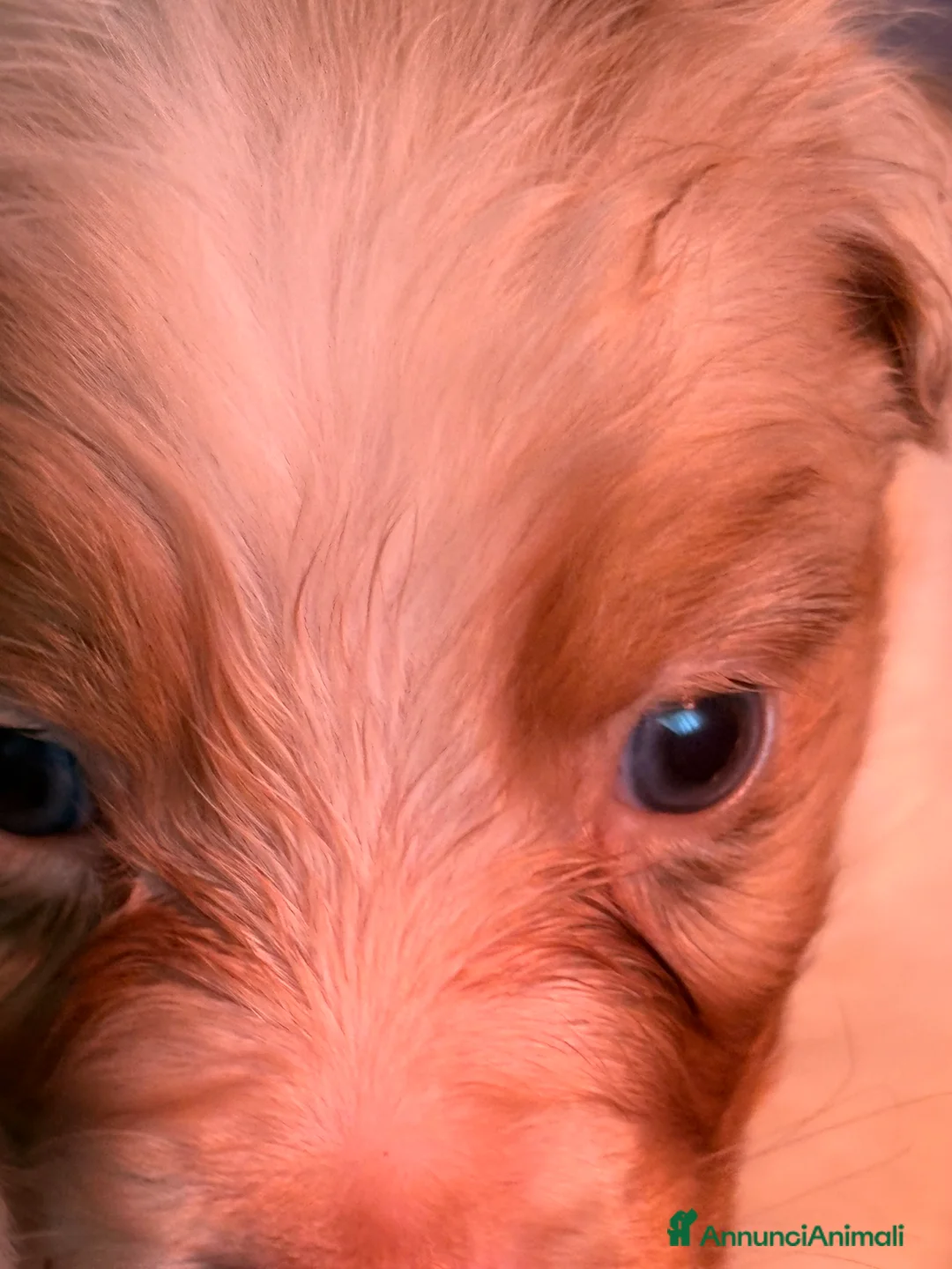 Australian Shepherd cani in vendita: Pastore australiano con pedigree - Annuncio 4