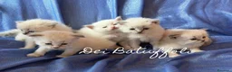 Siberiano gatti in vendita: Cuccioli Gatto Siberiano AFSI WCF, Alta genealogia - Annuncio 4