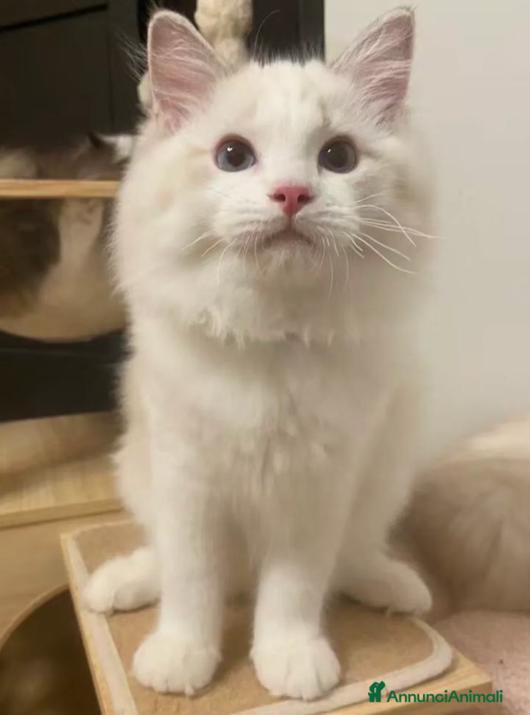 Ragdoll gatti in vendita: Cuccioli ragdoll - Annuncio 2