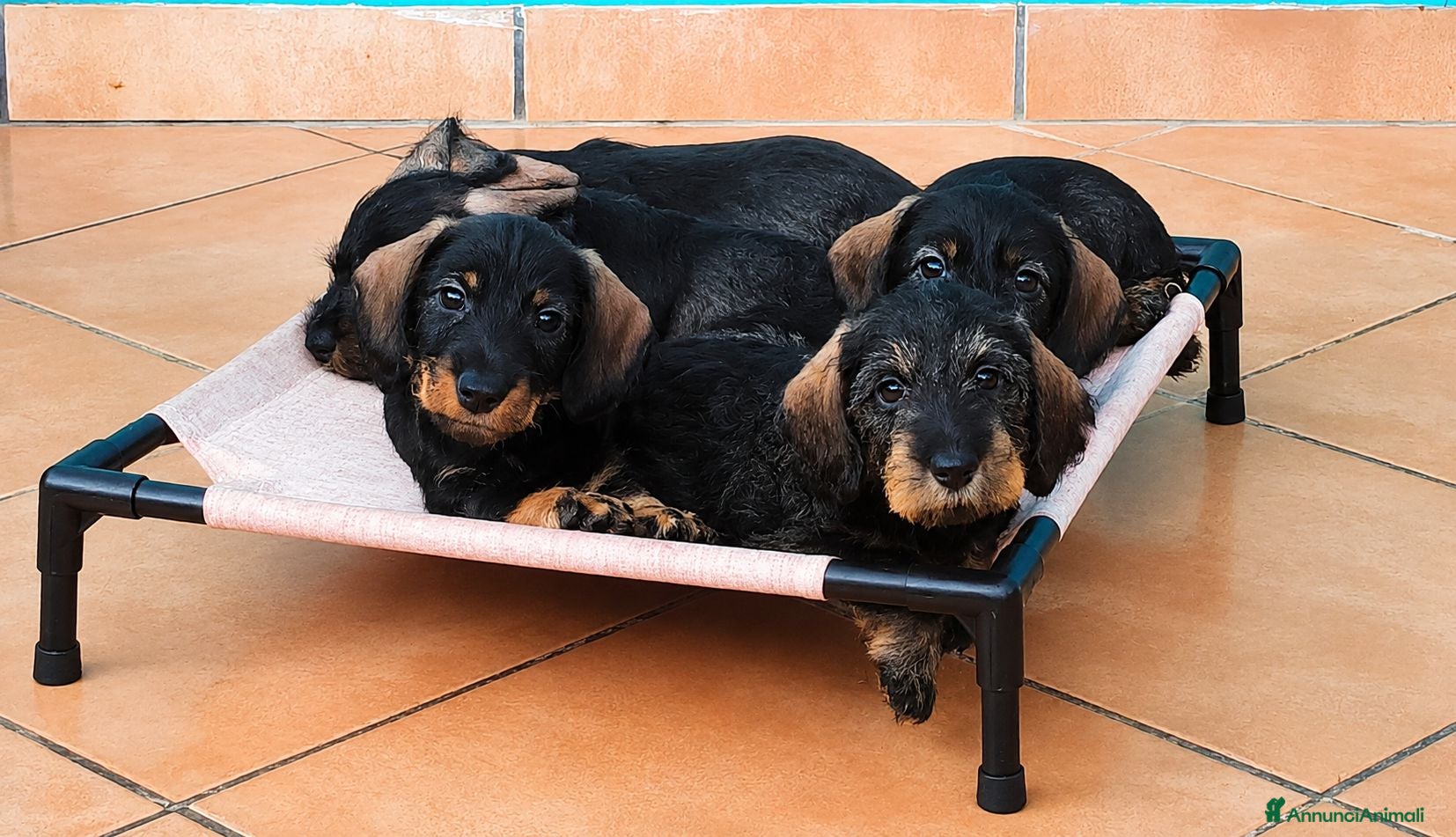Bassotto cani Cuccioli di bassotto a pelo duro - Annuncio 2