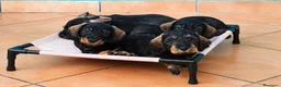 Bassotto cani in vendita: Cuccioli di bassotto a pelo duro - Annuncio 1