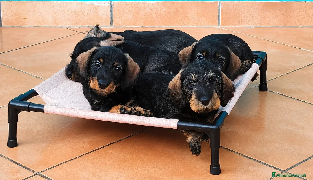 Bassotto cani in vendita: Cuccioli di bassotto a pelo duro - Annuncio 1