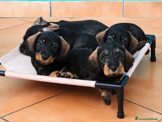 Bassotto cani Cuccioli di bassotto a pelo duro - Annuncio 2