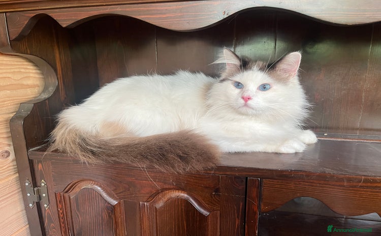 Ragdoll gatti a Provincia di Pavia - Annuncio 11