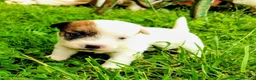 Jack Russell cani in vendita: Maschi disponibile per la prenotazione - Annuncio 20