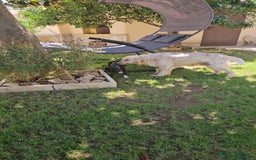 Meticcio cani in regalo: Beatrice: cucciolotta taglia contenuta socievole  a Città Metropolitana di Genova - Immagine 8