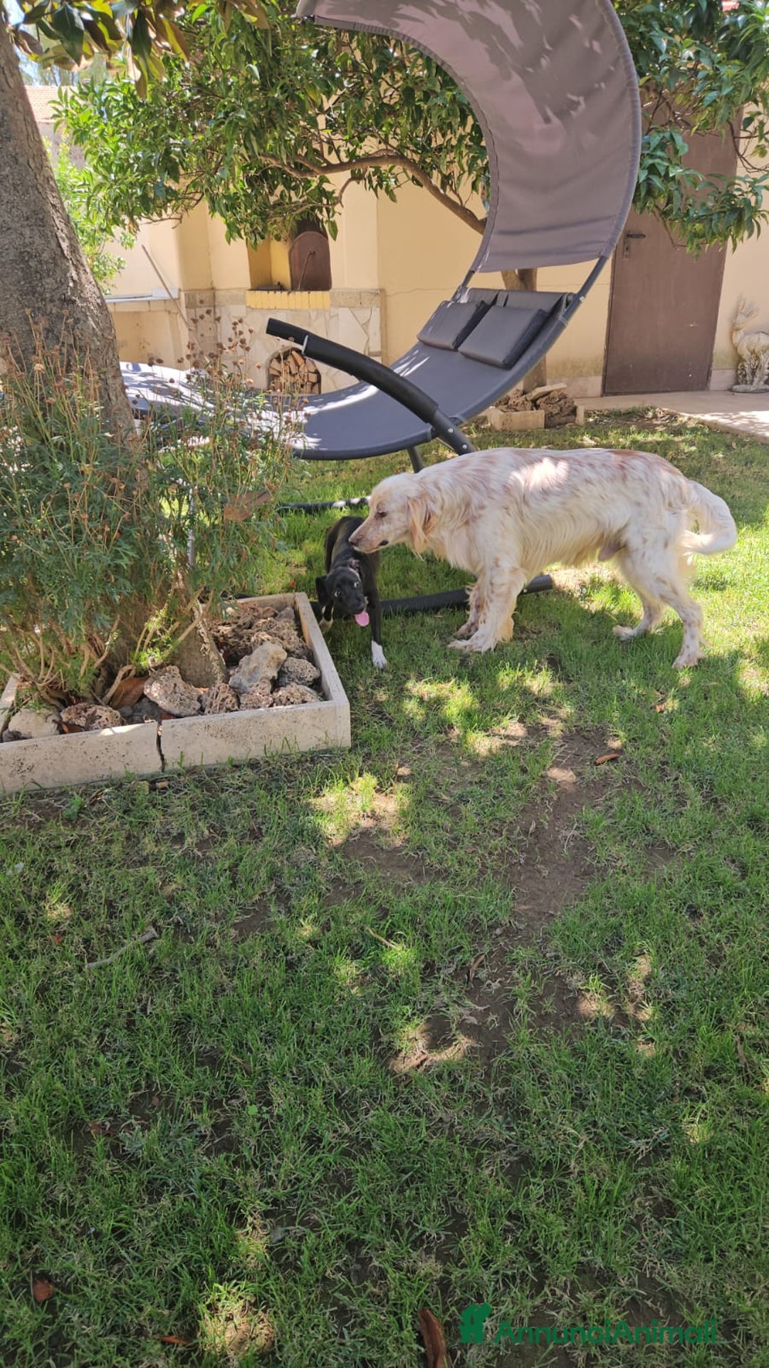 Meticcio cani in regalo: Beatrice: cucciolotta taglia contenuta socievole  a Città Metropolitana di Genova - Immagine 8