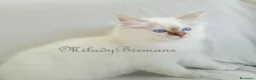 Sacro di Birmania gatti in vendita: Cuccioli Sacro di Birmania  - Annuncio 6