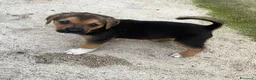 Meticcio cani in regalo: Il piccolo Tarzan aspetta te - Annuncio 6