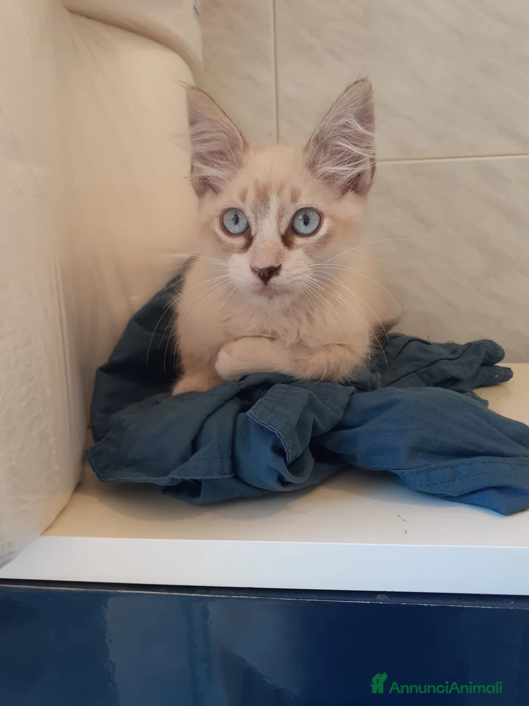 Ragdoll gatti in vendita: Gattino ragdoll 3 mesi occhi celesti  - Annuncio 1