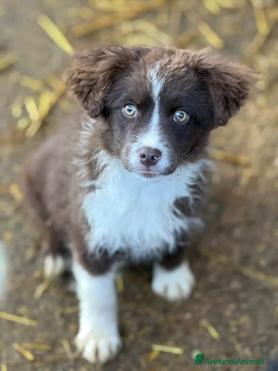 Meticcio cani in regalo: VIOLET, cucciola bella come il sole! TG PICCOLA - Annuncio 2