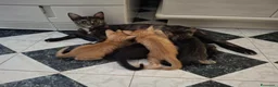 Meticcio gatti in regalo: Piccino, neanche 2 mesi  - Annuncio 4