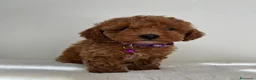 Barboncino Toy cani in vendita: Adorabili cuccioli maschi di Barboncino Toy - Annuncio 10