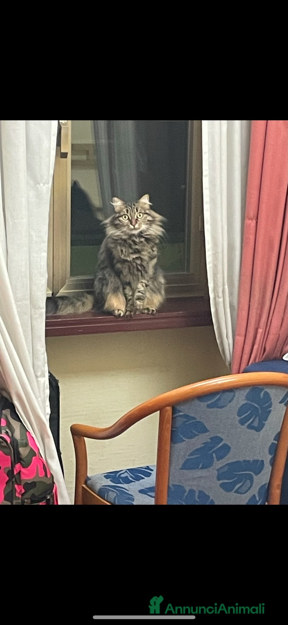 Europeo gatti Winona ha perso la sua mamma - Annuncio 13