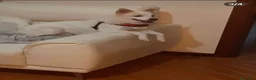 Volpino Italiano cani in regalo: Alvin dolcissimo volpino che ama i mici - Annuncio 3