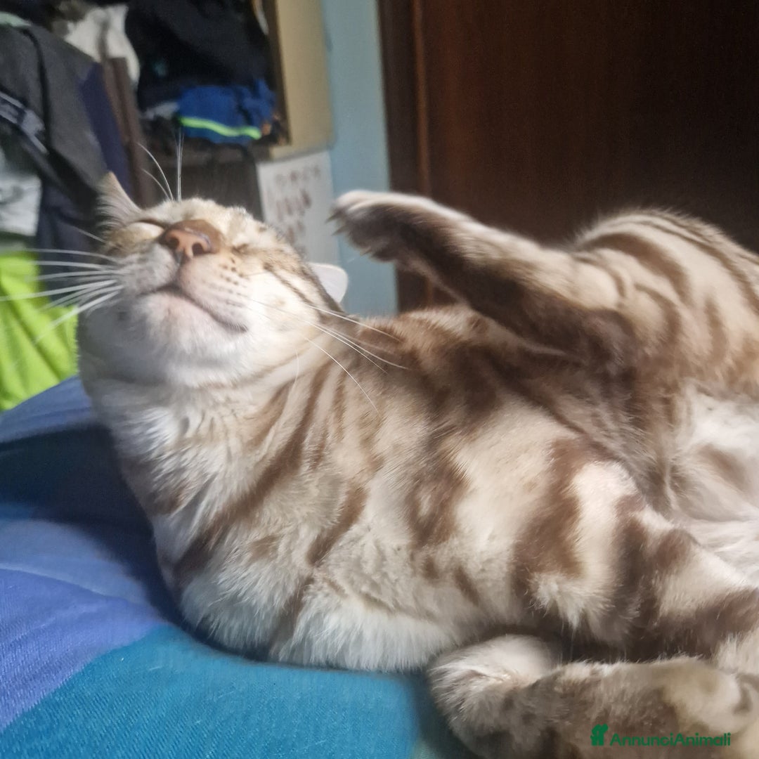 Bengala gatti per accoppiamento: Bengala maschio cerca gatta a Provincia di Lodi - Immagine 3