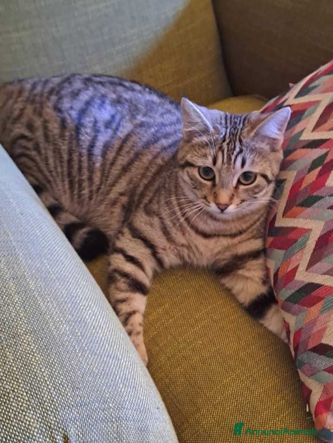 Europeo gatti in regalo: Cascatella, dolcissima gattina cerca casa a Città metropolitana di Roma Capitale - Annuncio 3