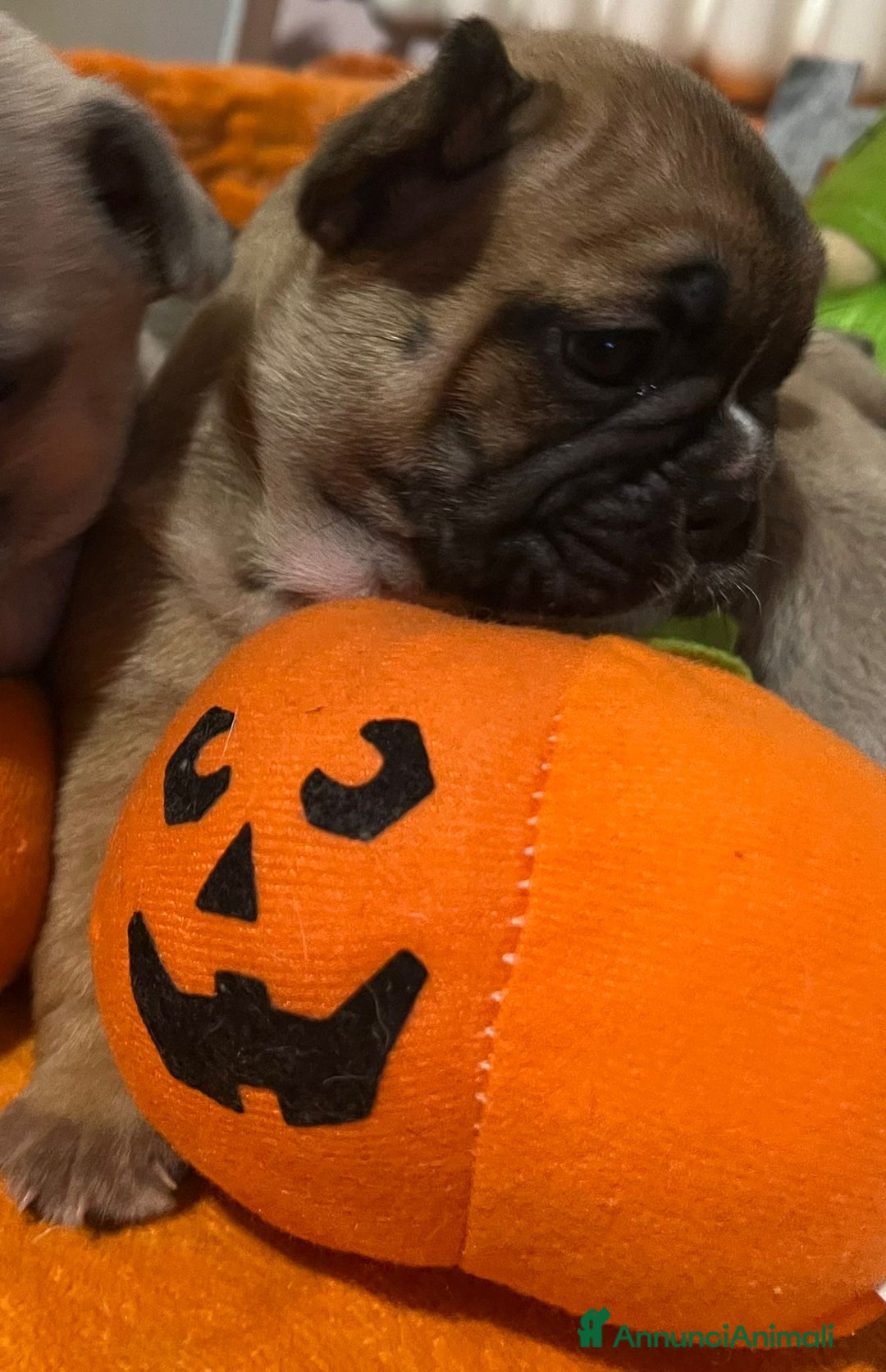 Bulldog Francese cani in vendita: Cuccioli di bulldog francese  - Annuncio 11