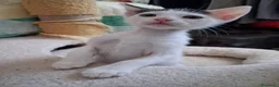 Meticcio gatti in regalo: Tre simpatiche canaglie ❤️ - Annuncio 8