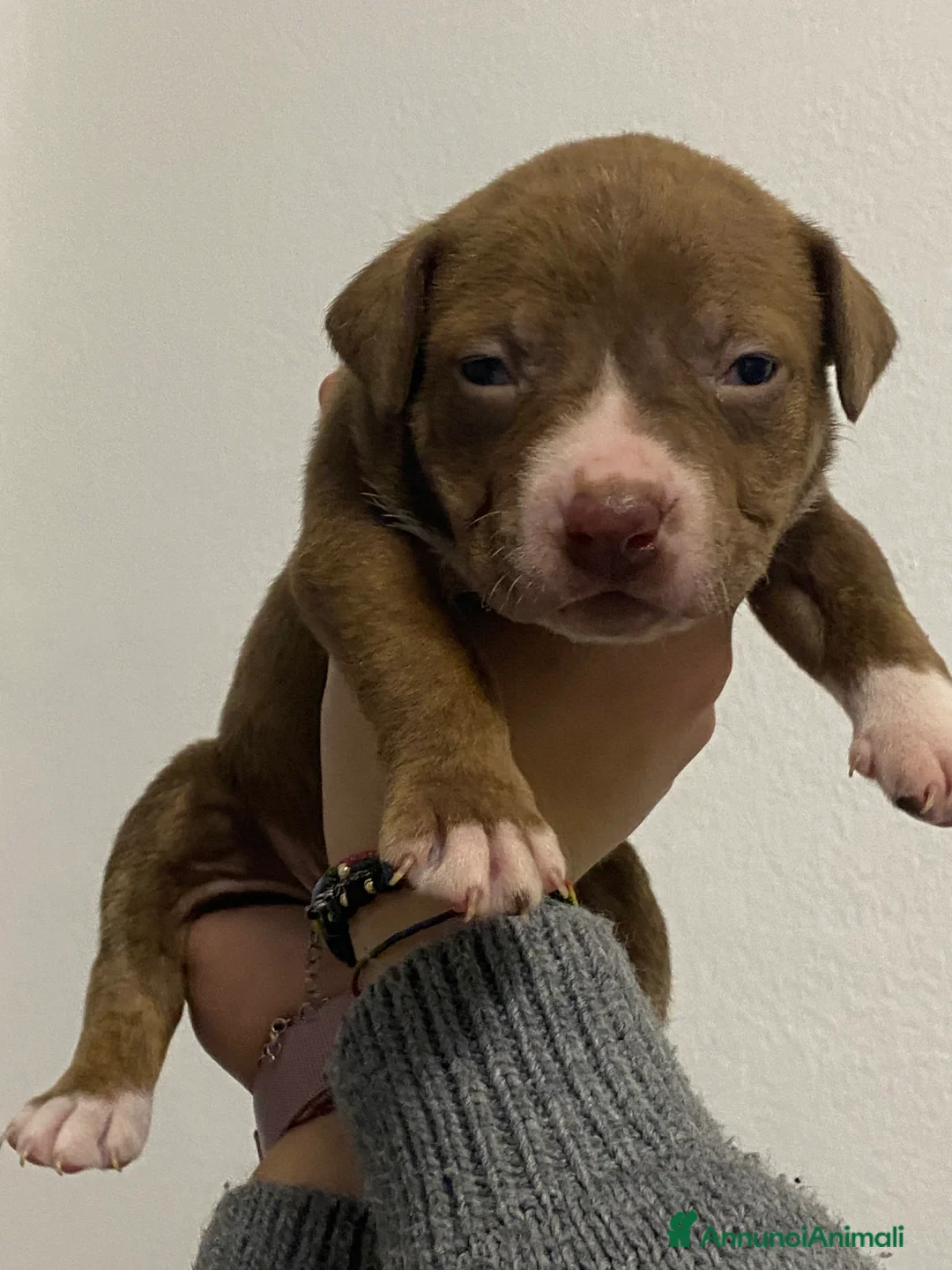 Pitbull cani in vendita: Cuccioli dí American Pitbull UKC  - Annuncio 2