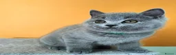 British gatti in vendita: Cuccioli British Shorthair  - Annuncio 8