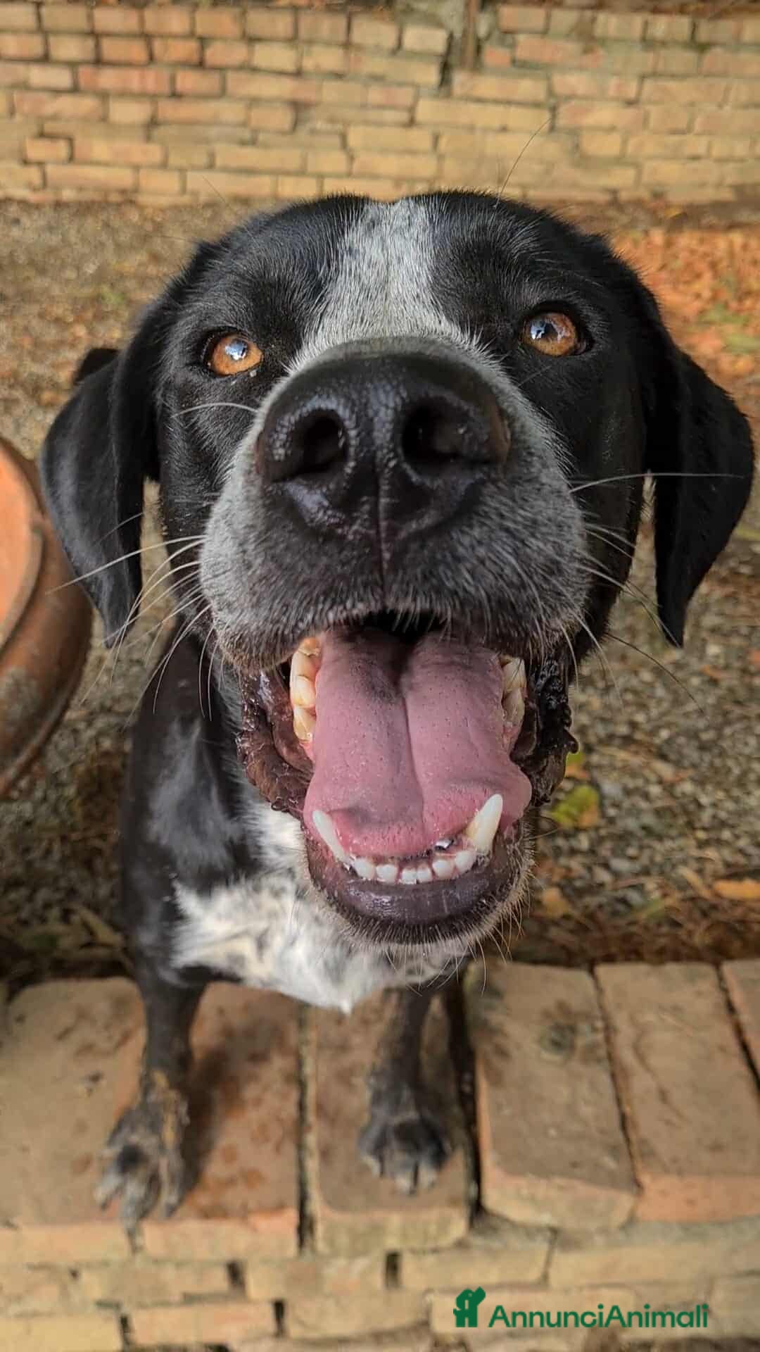 Meticcio cani in regalo: KATY, cucciolona SUPER SIMPATICA! - Annuncio 2