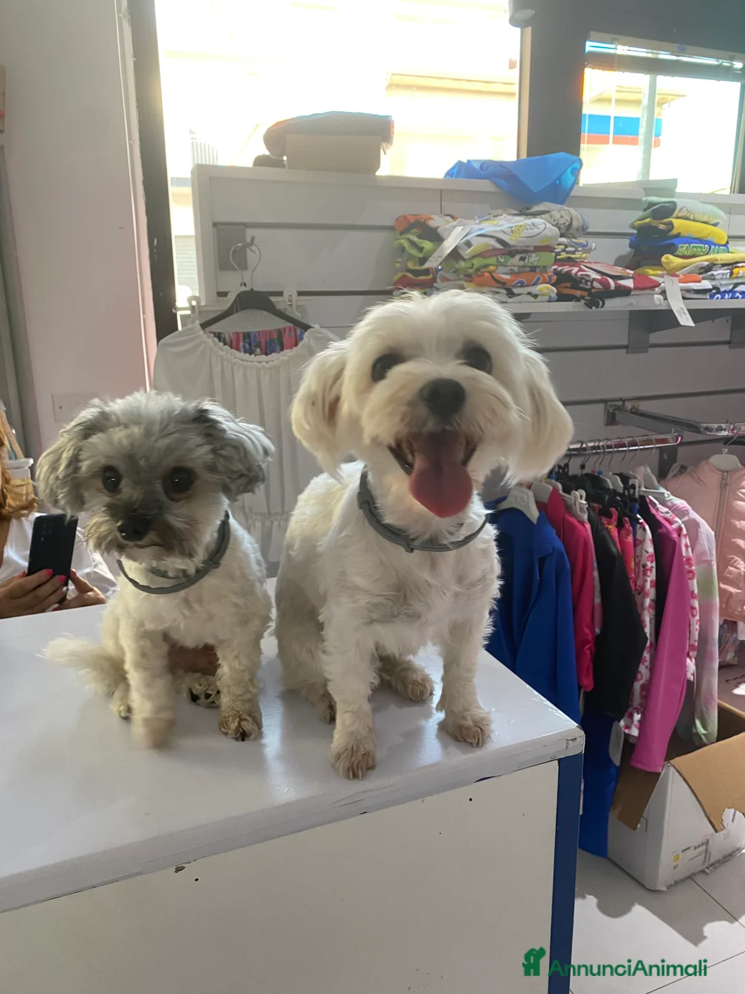 Maltipoo cani in vendita: Cuccioli maltipoo - Annuncio 7