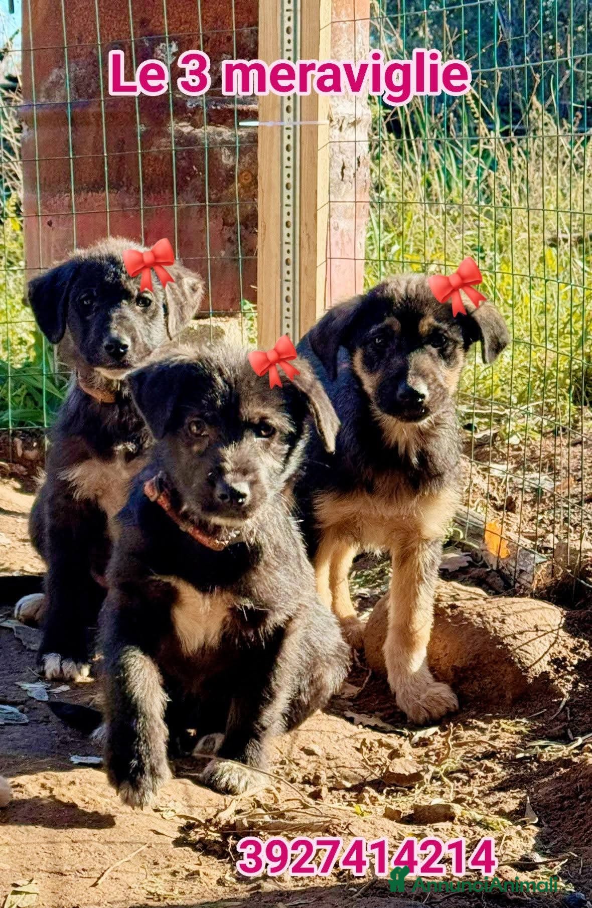 Meticcio cani ADOZ.DEL CUORE: 3 cucciole a morire in un cartone! - Annuncio 1